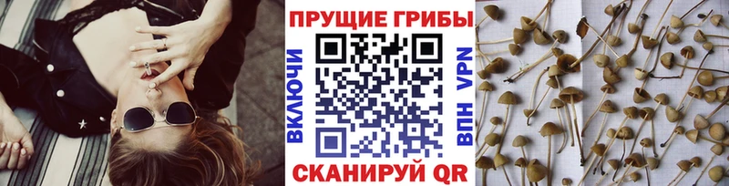 Псилоцибиновые грибы Cubensis Старица